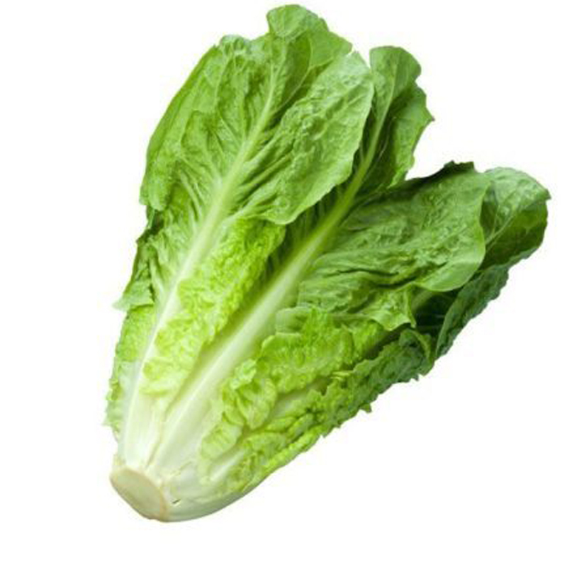 Imagen de LECHUGA ROMANA