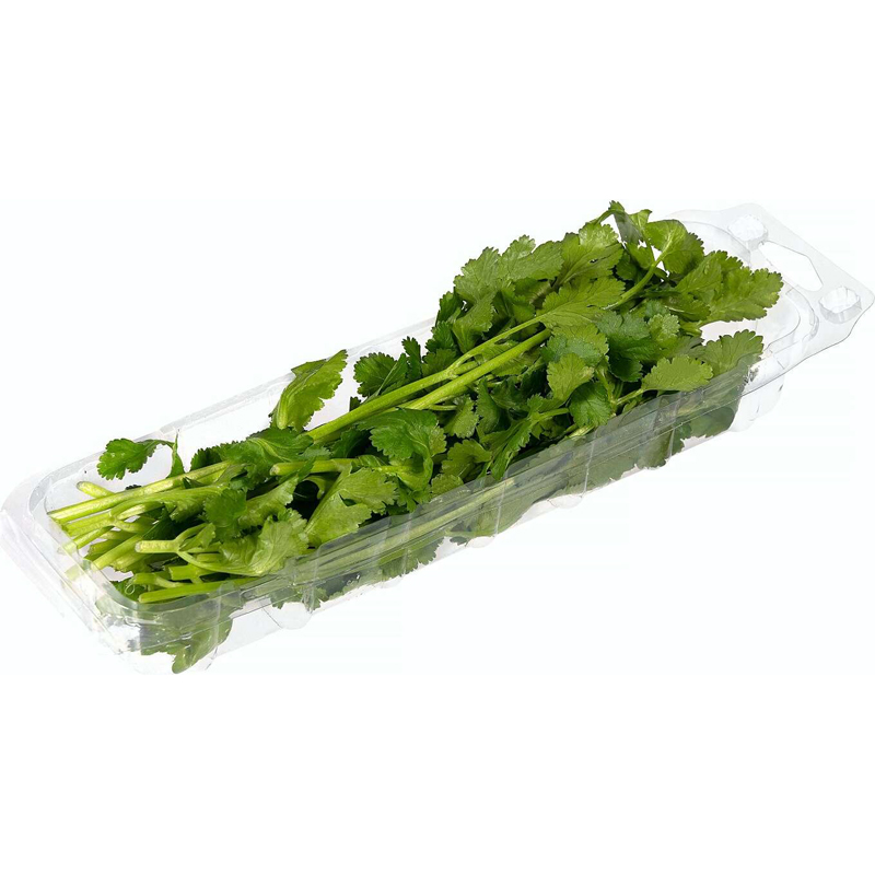 Imagen de CILANTRO