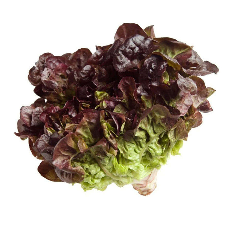 Imagen de LECHUGA HOJA ROBLE